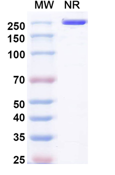 Pulocimab Human Monoclonal Antibody