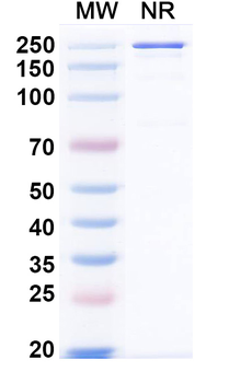 Xeligekimab Human Monoclonal Antibody
