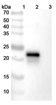 Ivonescimab Human Monoclonal Antibody
