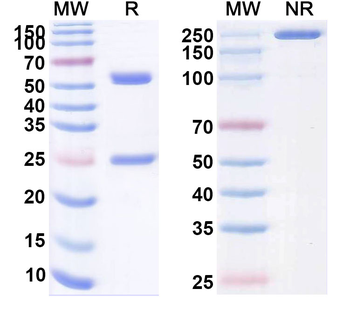 Iparomlimab Human Monoclonal Antibody