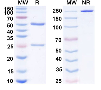 Nofazinlimab Human Monoclonal Antibody