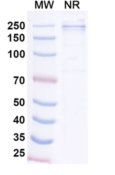 Tagitanlimab Human Monoclonal Antibody