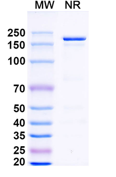 Dovanvetmab Monoclonal Antibody