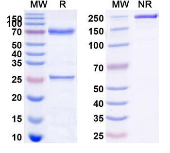 CD22 Human Monoclonal Antibody