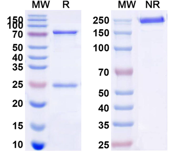 CD22 Human Monoclonal Antibody