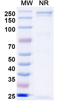 Omodenbamab Human Monoclonal Antibody