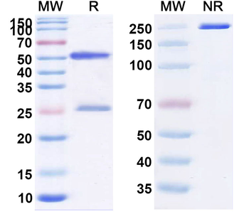 Mipasetamab Human Monoclonal Antibody