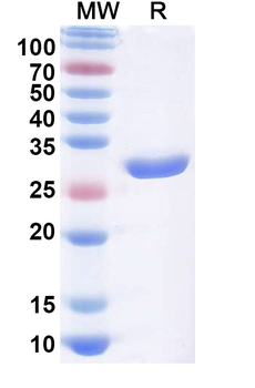 Licaminlimab Human Monoclonal Antibody