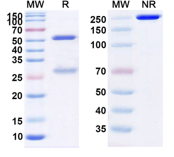 Letaplimab Human Monoclonal Antibody