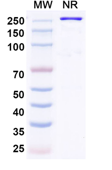 Human PCSK9 Reference Antibody (Recaticimab, RUO)