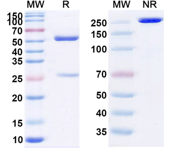Daxdilimab Human Monoclonal Antibody