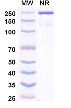 Zimbirelimab Human Monoclonal Antibody