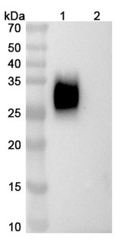 Zeluvalimab Human Monoclonal Antibody