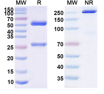 Pimivalimab Human Monoclonal Antibody