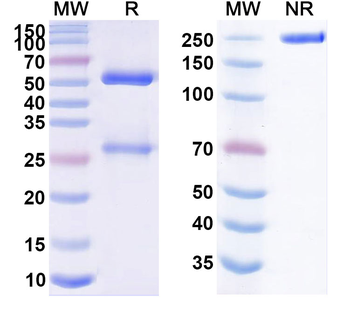 Sudubrilimab Human Monoclonal Antibody