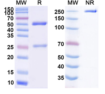 Garivulimab Human Monoclonal Antibody
