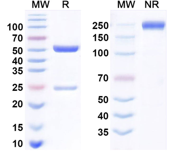 Dostarlimab Human Monoclonal Antibody