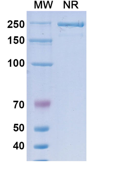 Margetuximab Chimeric Monoclonal Antibody