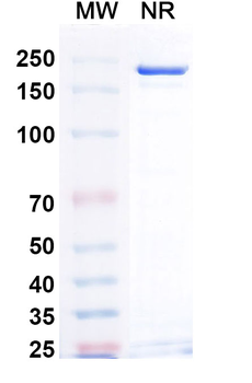 Teprotumumab Human Monoclonal Antibody