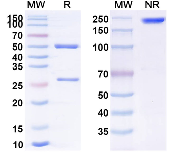 Imciromab Mouse Monoclonal Antibody