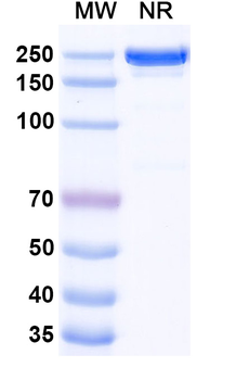 Ramucirumab Human Monoclonal Antibody