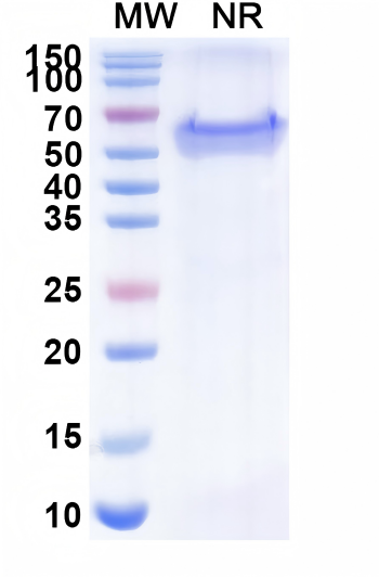 Blinatumomab Mouse Monoclonal Antibody