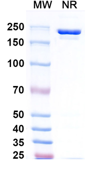 Raxibacumab Human Monoclonal Antibody