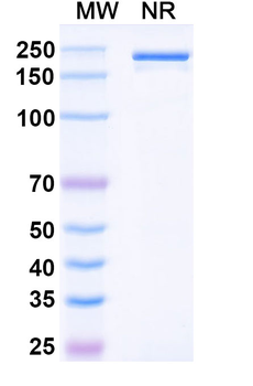 Denosumab Human Monoclonal Antibody