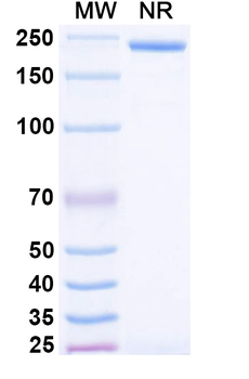 Ibritumomab Mouse Monoclonal Antibody