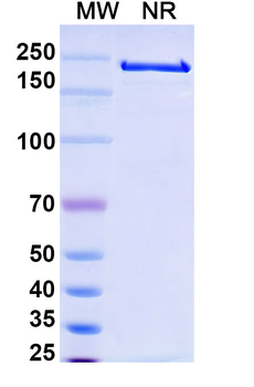 Alemtuzumab Human Monoclonal Antibody