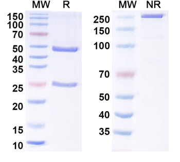 MAPT/Tau/PHF-tau Human Monoclonal Antibody