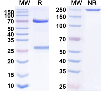 IgE/IGHE Human Monoclonal Antibody