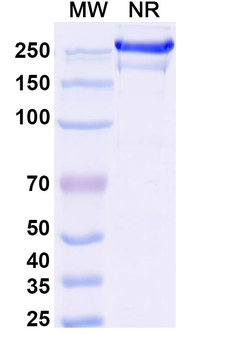 BMS-936559/MDX-1105 Human Monoclonal Antibody