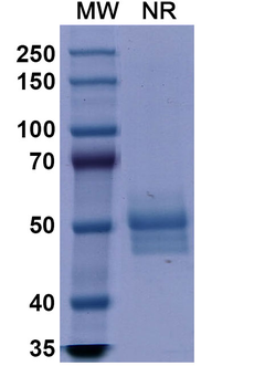 Dulaglutide Human Monoclonal Antibody