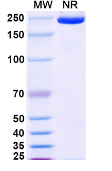Atidortoxumab Human Monoclonal Antibody