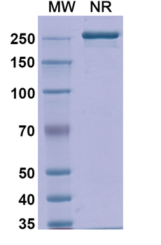 Detumomab Mouse Monoclonal Antibody