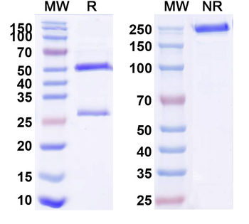 Zelminemab Human Monoclonal Antibody