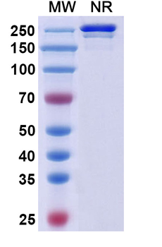 Simtuzumab Human Monoclonal Antibody