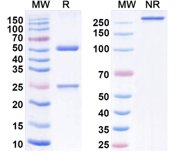 alfa Human Monoclonal Antibody