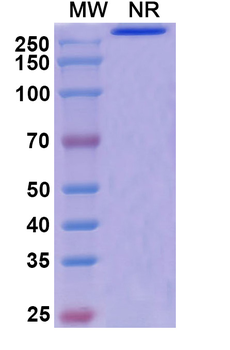 Onvatilimab Human Monoclonal Antibody