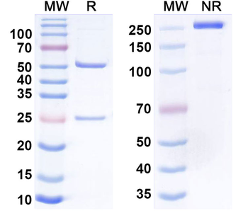 Ontamalimab Human Monoclonal Antibody