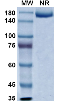 Nesvacumab Human Monoclonal Antibody