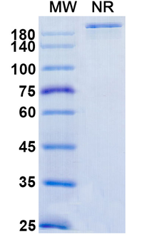 Murlentamab Human Monoclonal Antibody