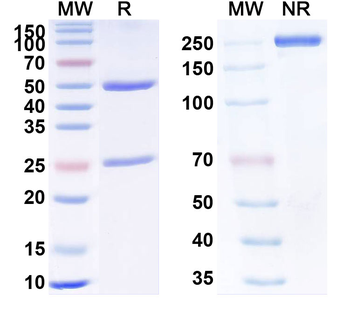 Lupartumab Human Monoclonal Antibody