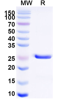 Glenzocimab Human Monoclonal Antibody