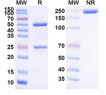 HuJ591-Gsmab Human Monoclonal Antibody