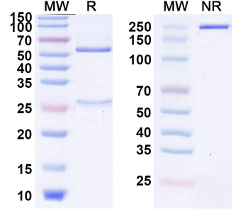 Atinumab Human Monoclonal Antibody
