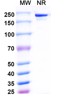 Blosozumab Human Monoclonal Antibody