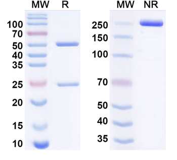 Batoclimab Human Monoclonal Antibody