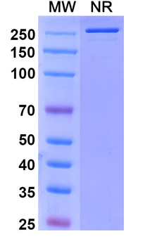 Sofituzumab Human Monoclonal Antibody